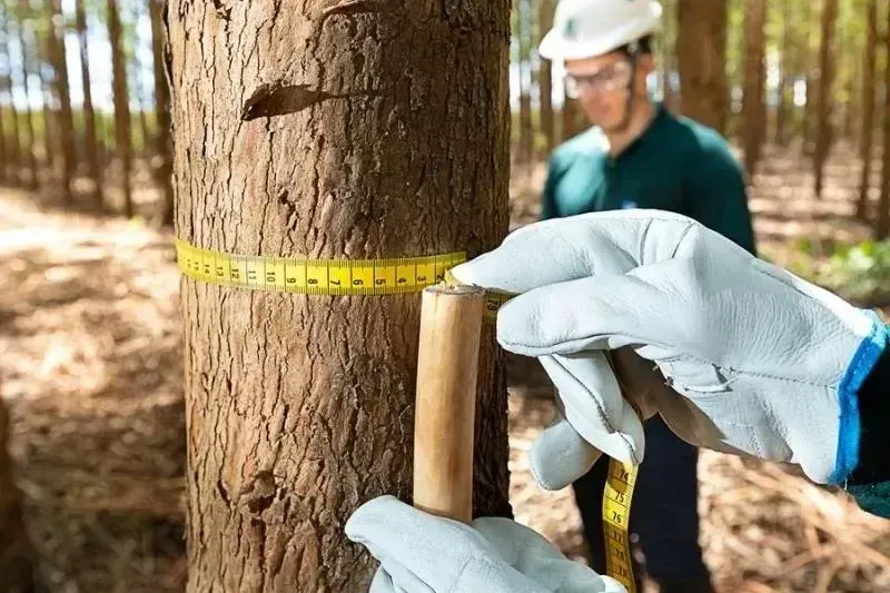Empresas de inventário florestal